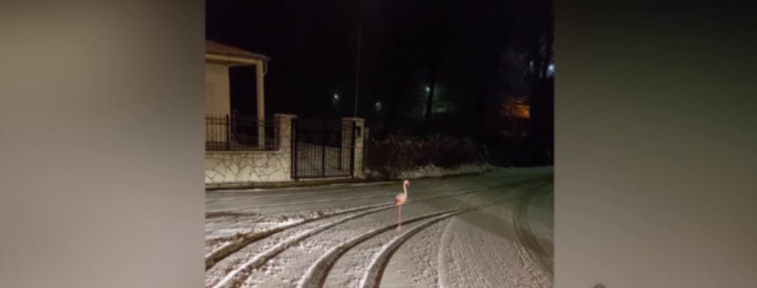 Φλαμίνγκο περπατάει μέσα στα χιόνια στο Καρπενήσι (βίντεο)