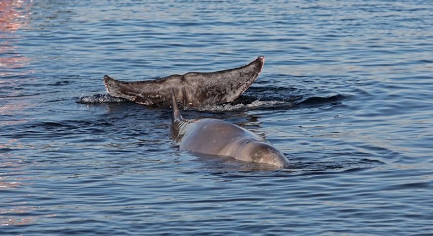 Φάλαινα: Δεν τα κατάφερε ο «Σωτήρης», βρέθηκε νεκρός στη Σαλαμίνα