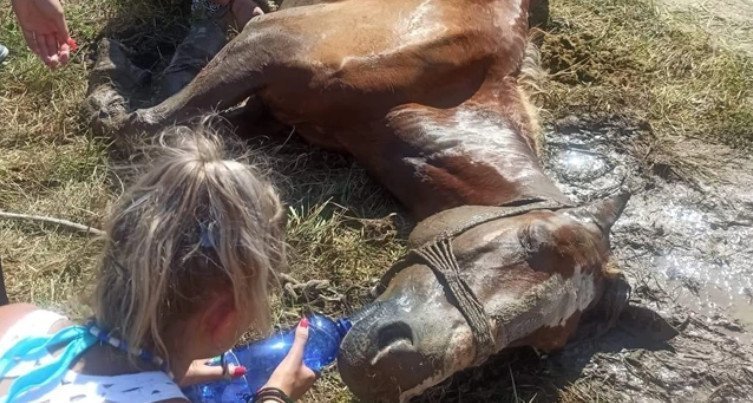 Κέρκυρα: Άφησαν άλογο δεμένο στον ήλιο και πέθανε (ΦΩΤΟ/ΒΙΝΤΕΟ)