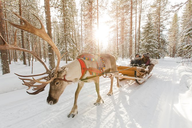 rovaniemi reindeer farm