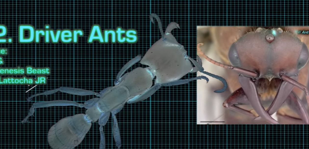 driver-ants