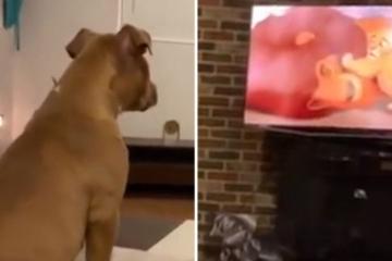 Η αντίδραση του σκύλου που ξάφνιασε τον ιδιοκτήτη του.