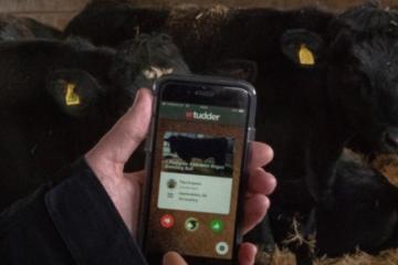 Δημιούργησαν εφαρμογή τύπου Tinder για να βοηθάει τις αγελάδες στο... ζευγάρωμα