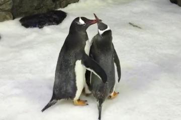 Γκέι πιγκουίνοι έγιναν γονείς