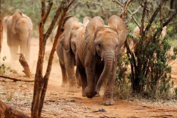 Προς πλήρη απαγόρευση της εμπορίας ελεφαντόδοντου η Κίνα