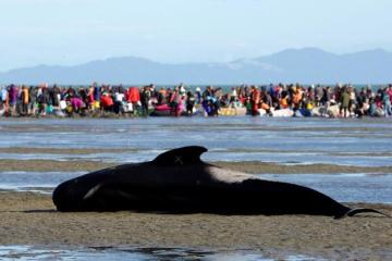 Φωτογραφία Ημέρας - Μάχη για να σωθούν δεκάδες φάλαινες