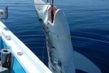 Έπιασαν καρχαρία μήκους επτά μέτρων!