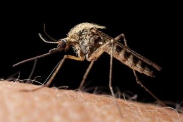 3 Φυσικές Λύσεις - Για να μη σε τσιμπήσει κανένα κουνούπι αυτό το καλοκαίρι!