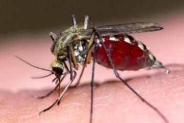 Εχθροί Του Καλοκαιριού - Διώξτε τα κουνούπια μακριά με 4 φυσικούς τρόπους
