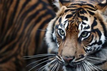 Η αστυνομία του Παρισιού πυροβόλησε και σκότωσε μια τίγρη στο Παρίσι 