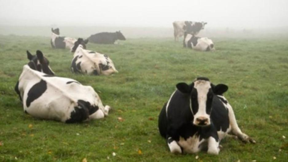 «Σας έτυχε το σπέρμα να είναι μούφα;» - Ξεκαρδιστικό ρεπορτάζ σε φάρμα αγελάδων (Βίντεο)